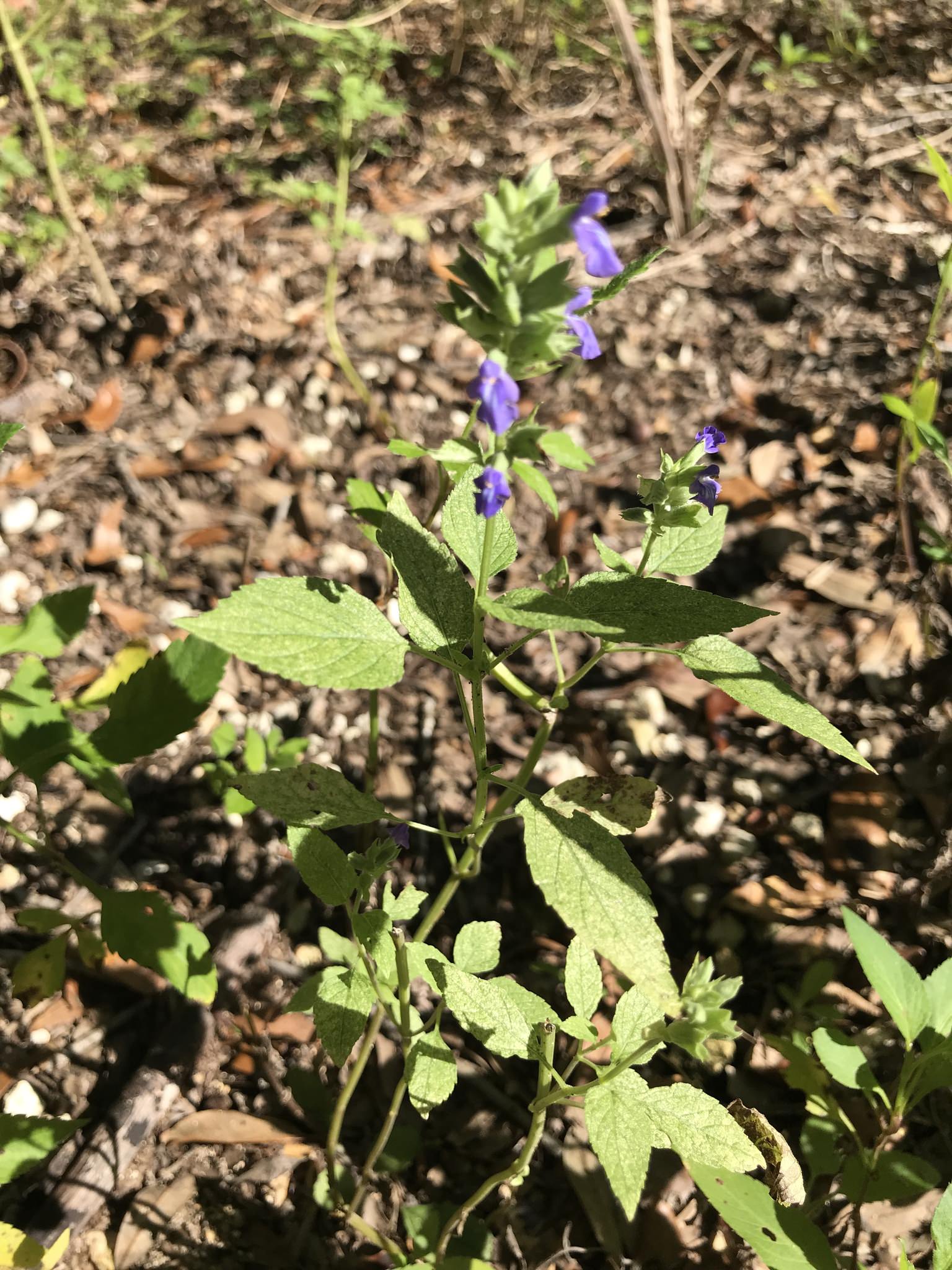 Salvia hispanica